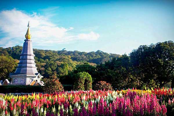 pagoda e campo di fiori sul Doi Inthanon